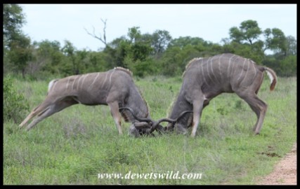 Kudu bulls in serious fight