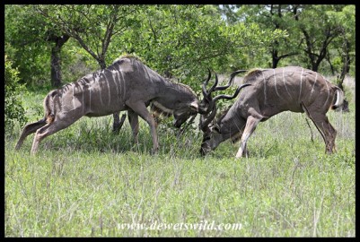 Kudu bulls in serious fight