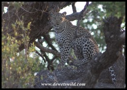 Leopardess in a tree