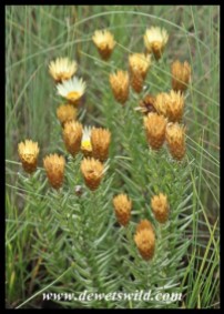 Everlasting (Helichrysum-species)