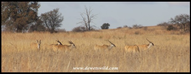Eland in the long, dry grass
