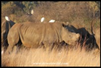 White Rhino herd (their horns have been removed to protect against poachers)