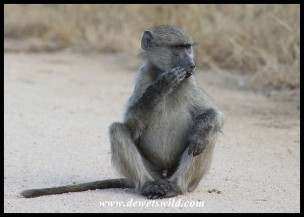 Baboon youngster thinking of mischief
