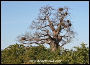Baobab with Buffalo Weaver nests