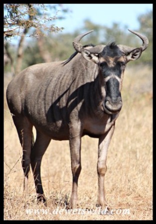 Blue Wildebeest with an unusual chevron mark on its muzzle