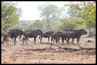 Blue wildebeest herd