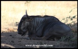 Blue Wildebeest having a rest in the shade