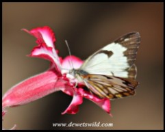 African Veined White slurping nectar from an Impala Lily flower