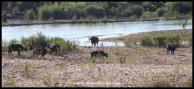 Buffaloes next to the Sabie River