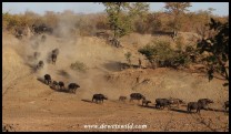 Buffalo herd rushing to the water