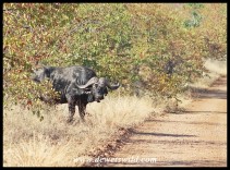 Buffalo bull emerging from the mopane