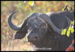 Half-blind Buffalo bull