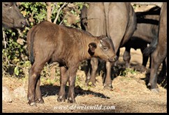 Buffalo calf