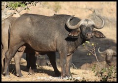 Prime Buffalo Bull