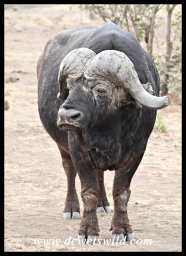 Big old Buffalo Bull