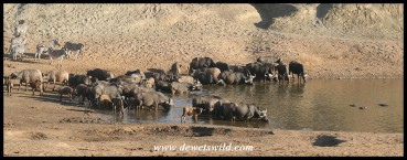 Buffalo herd at the water (photo by Joubert)