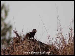 Dwarf Mongoose standing sentry atop a termite mound