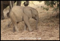 Cute elephant calf