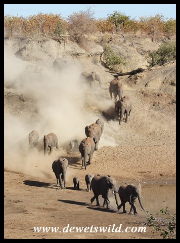 Elephant herd running to the water