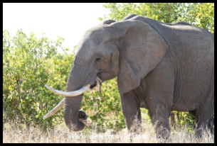 Elephant cow with interestingly shaped ivory