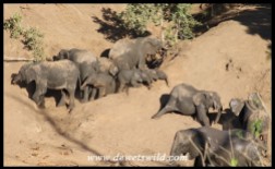 Elephant herd enjoying a social dust bath after bathing in a waterhole