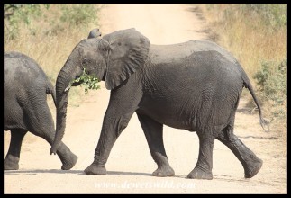 Elephant youngster enjoying a snack while crossing the road