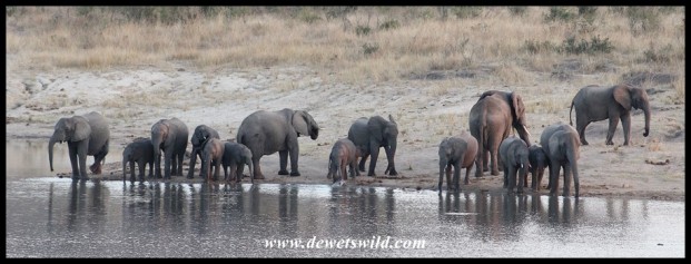 Elephant herd quenching their thirst at Shitlhave Dam