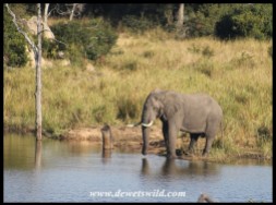 Elephant bull at Mestel Dam