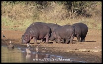 Hippo gang at Sunset Dam