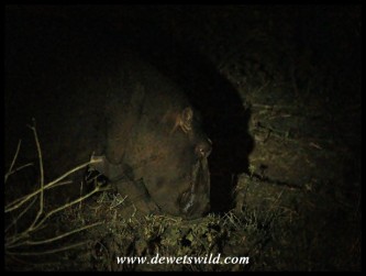 Hippo in the dark, grazing past our camp
