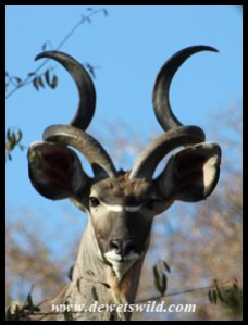 Immature Kudu Bull at Biyamiti Weir