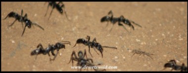 Matabele Ants