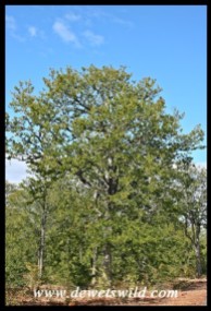 Mopane tree