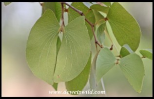 Mopane leaves are uniquely butterfly- or spoor-shaped
