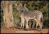 Plains Zebra foals