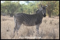 Plains Zebra with unique pattern