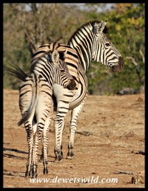 Plains zebra mare and foal