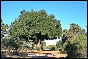 Large Jackalberry tree on the Mphongolo Road