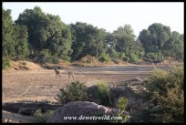 Giraffe crossing the dry bed of the Shingwedzi