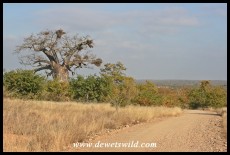 Baobab in a see of mopane, on the way to Bateleur