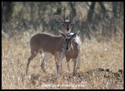 Steenbok pair