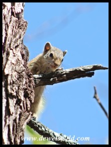 Southern African Tree Squirrel