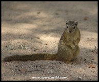 Tree Squirrel in the camping area at Pretoriuskop