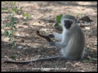 Vervet Monkey youngster with a pod of some kind