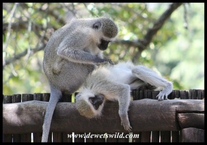 Grooming Vervet Monkeys