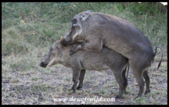Warthogs investing in their future.