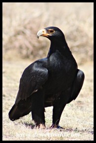 Ashanti the Verreaux's Eagle