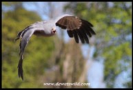 Chewy the Harrier Hawk