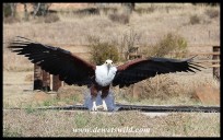 Hali the Fish Eagle