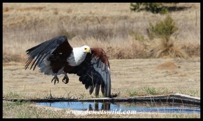 Hali the Fish Eagle